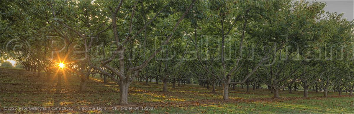 Peter Bellingham Photography Into the Light - VIC (PBH4 00 13203)